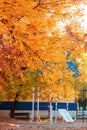 Seasons, golden autumn in the city, trees on the alley in the park with yellow orange autumn foliage in October against the backdr