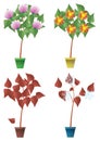 Seasons plant