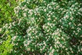 Seasons spring, garden trees rowan, rowanberry, sorb, wild ash, rowan-tree, flowering mountain ash with white fragrant flowers and