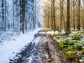 Seasons transitioning from winter to spring in a european forest Royalty Free Stock Photo
