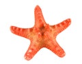 Seastar Royalty Free Stock Photo