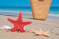 Seastar and bag Royalty Free Stock Photo