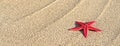 Seastar on beach sand.