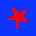 The seastar on the blue background