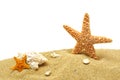 Seastar and sand bank