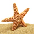 Seastar and sand bank