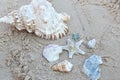 Seastar and sea shells at the beach. Royalty Free Stock Photo