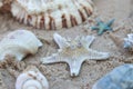 Seastar and Sea Shells laying on top of the sand at the beach Royalty Free Stock Photo