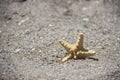 Seastar or sea starfish standing in beach sand. Star fish on background with copy space. Royalty Free Stock Photo