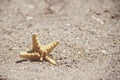 Seastar or sea starfish standing in beach sand. Star fish on background with copy space.