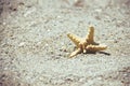 Seastar or sea starfish standing in beach sand. Star fish on background with copy space. Royalty Free Stock Photo