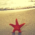 Seastar on the shore of a beach Royalty Free Stock Photo