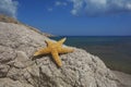 Seastar sitting on a rock Royalty Free Stock Photo