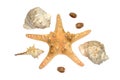 Seastar and some shells isolated over white