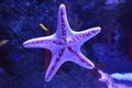 Seastar , starfish Asteroidea in an aquarium.