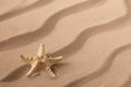 Seastar or starfish on rippled beach sand