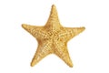 Seastar starfish