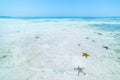 Seastars in turquoise transparent water, tropical caribbean sea, clean uncontaminated environment, Indonesia