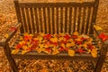 A foliage pillow on a bench in a woodland Royalty Free Stock Photo