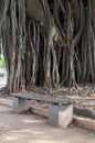 A seat in a square with a huge ancient tree behind