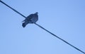 Seat in Ware Pigeon bird see in food. to sky. Rock dove sit on the electric wire against the blue sky.Electrical wire Royalty Free Stock Photo