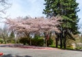 Seatac Cherry Blossoms Royalty Free Stock Photo