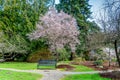 Seatac Garden Cherry Tree 4 Royalty Free Stock Photo