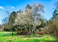 Seatac Garden Cherry Tree 3