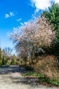 Seatac Garden Cherry Tree Royalty Free Stock Photo