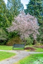 Seatac Garden Cherry Tree 5 Royalty Free Stock Photo
