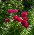 Seatac Garden Red Flowers