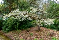 Seatac White Tree Flowers Royalty Free Stock Photo