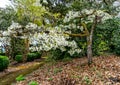 Seatac White Tree Flowers 2