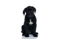 Seated beautiful cane corso dog looking at the camera Royalty Free Stock Photo