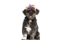 Seated beautiful metis dog wearing a headband of flowers