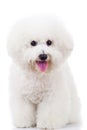 Seated bichon frise puppy dog Royalty Free Stock Photo