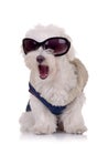 Seated bichon maltese Royalty Free Stock Photo