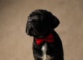 Seated black cane corso dog looking away