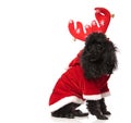 Seated black poodle wearing reindeer horns looks back