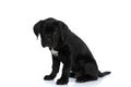 Seated cane corso dog looking at the camera Royalty Free Stock Photo