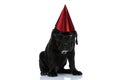 Seated cane corso dog wearing a birthday hat Royalty Free Stock Photo