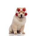 Seated chow chow wearing fluffy red and white crown panting