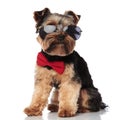 Seated classy yorkie wearing sunglasses looks to side