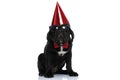 Seated cool cane corso dog celebrating his birthday Royalty Free Stock Photo