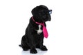 Seated cool cane corso dog wearing sunglasses and tie