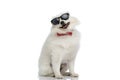 Seated cool pomeranian dog wearing sunglasses and a red bowtie Royalty Free Stock Photo