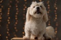 Seated cute bichon dog looking at the camera Royalty Free Stock Photo