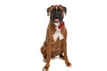 Seated cute boxer dog sticking out tongue Royalty Free Stock Photo