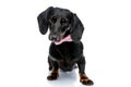Teckel dog with pink bow tie looking ahead mystified Royalty Free Stock Photo