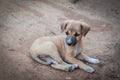 Seated dog puppy Royalty Free Stock Photo